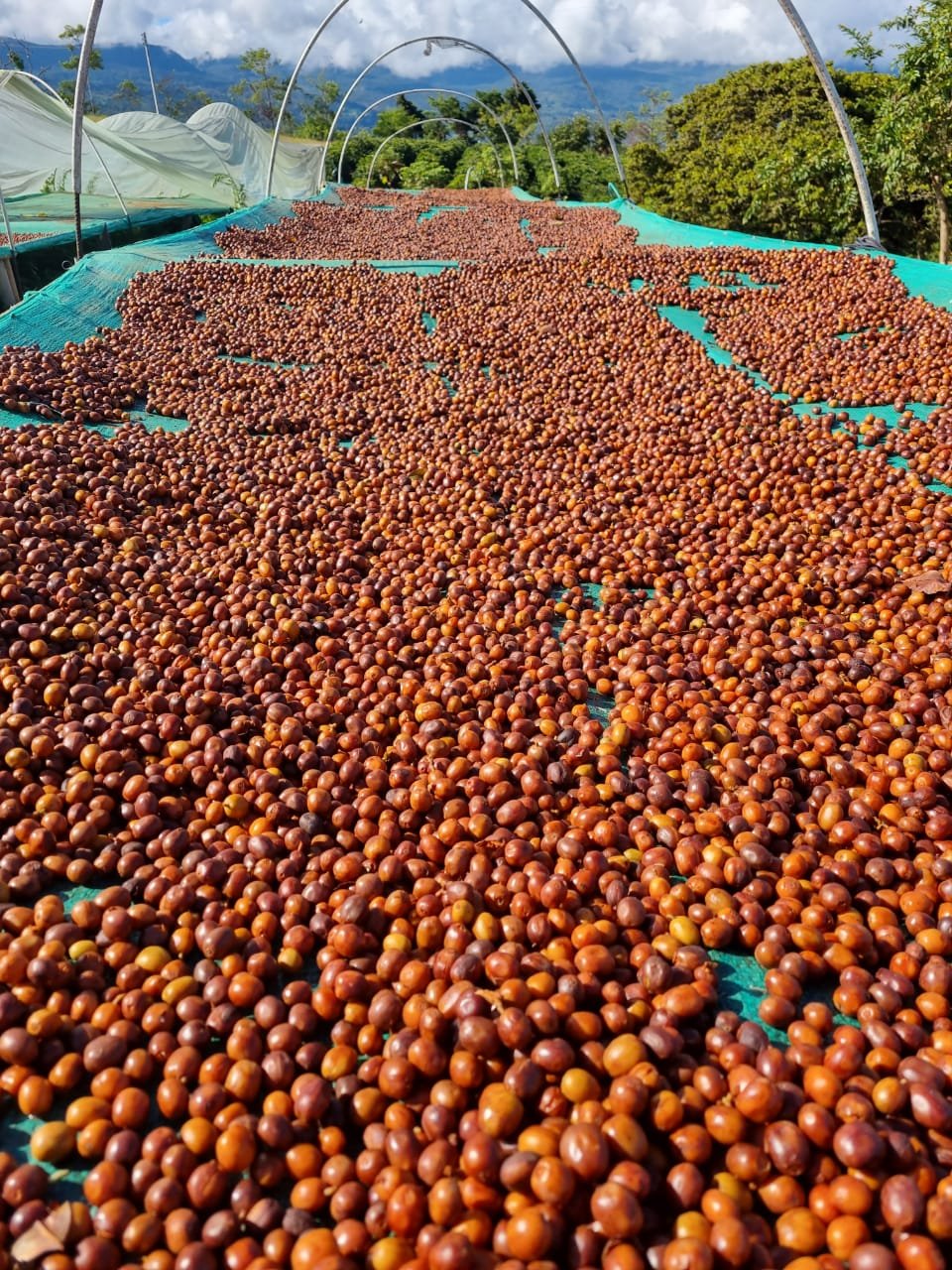 WhatsApp Image 2022-03-28 at 16.29.57.jpeg